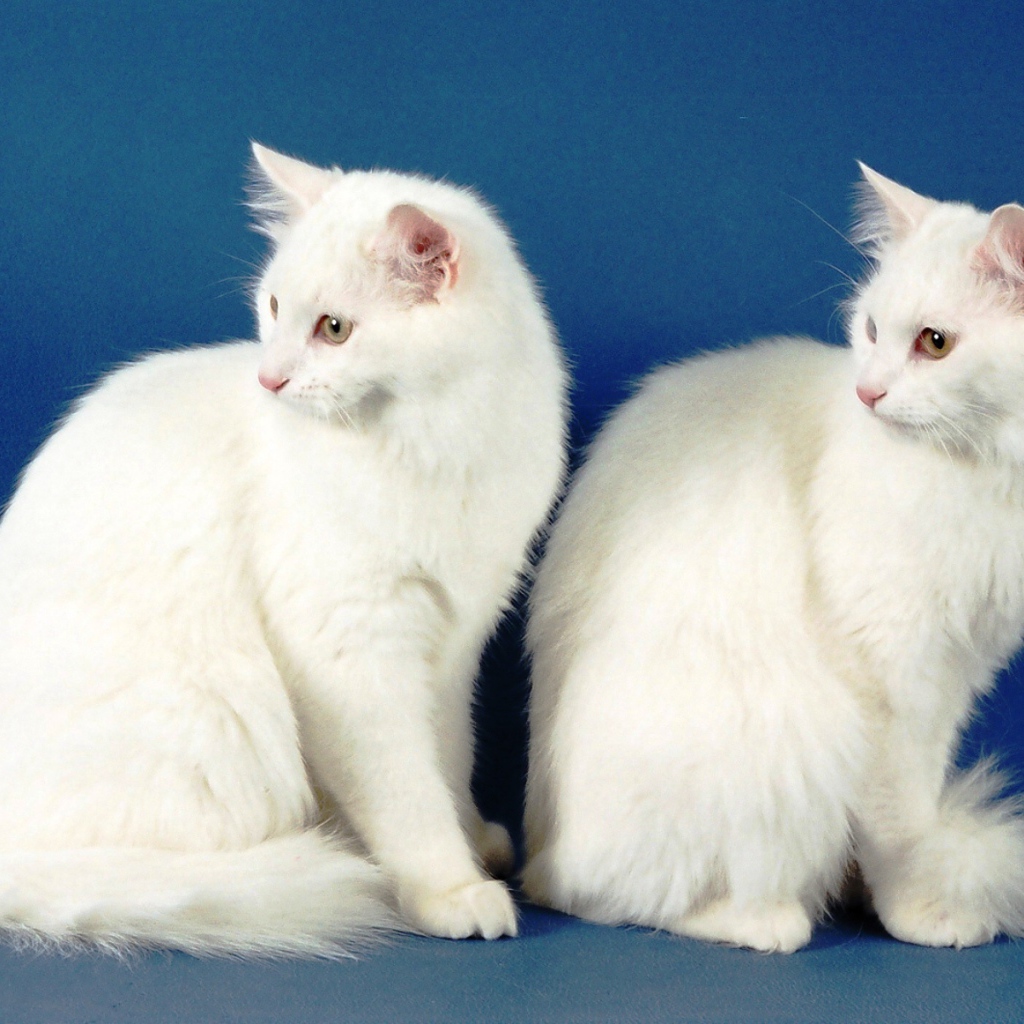 Два кота турецкая ангора