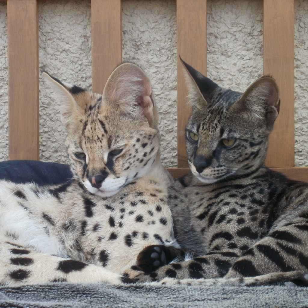 Два кота саванна