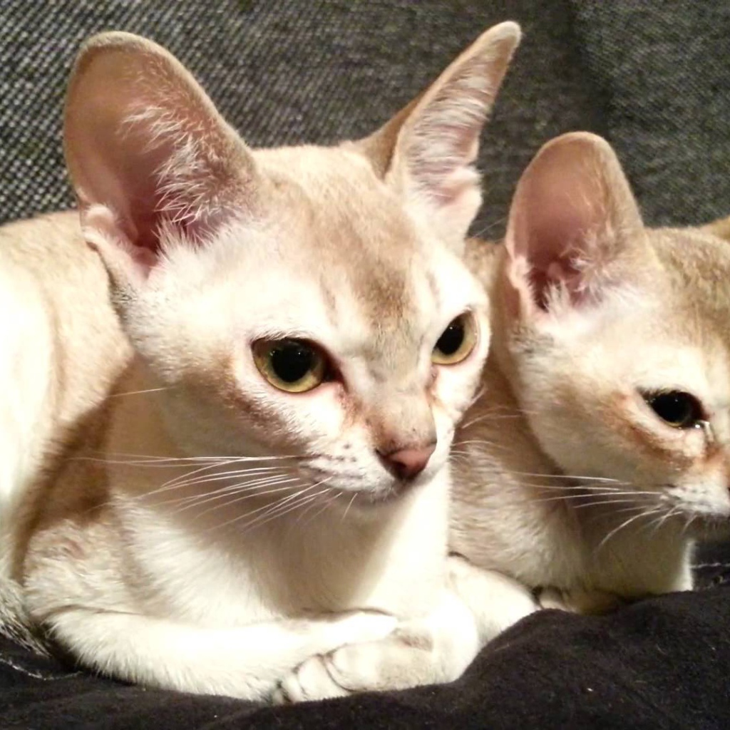Две сингапурских кошки