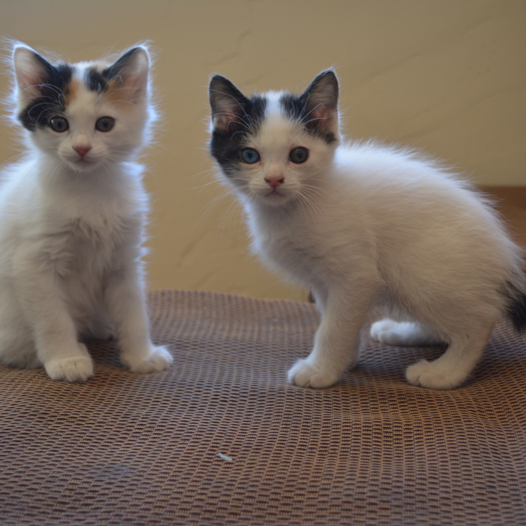 Два котенка японского бобтейла