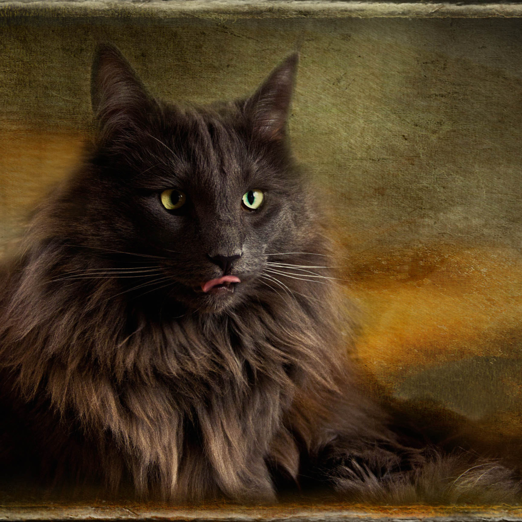 Обои с норвежской лесной кошкой