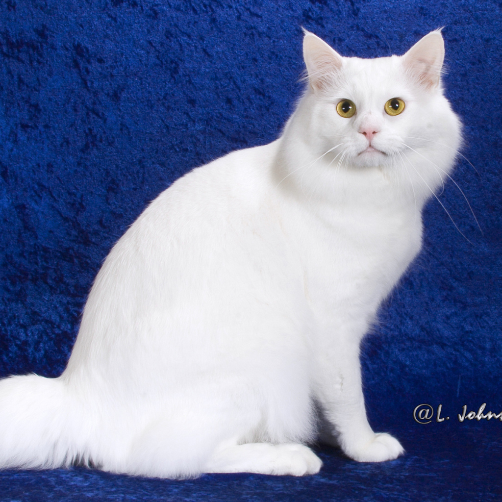 Белый американский бобтейл