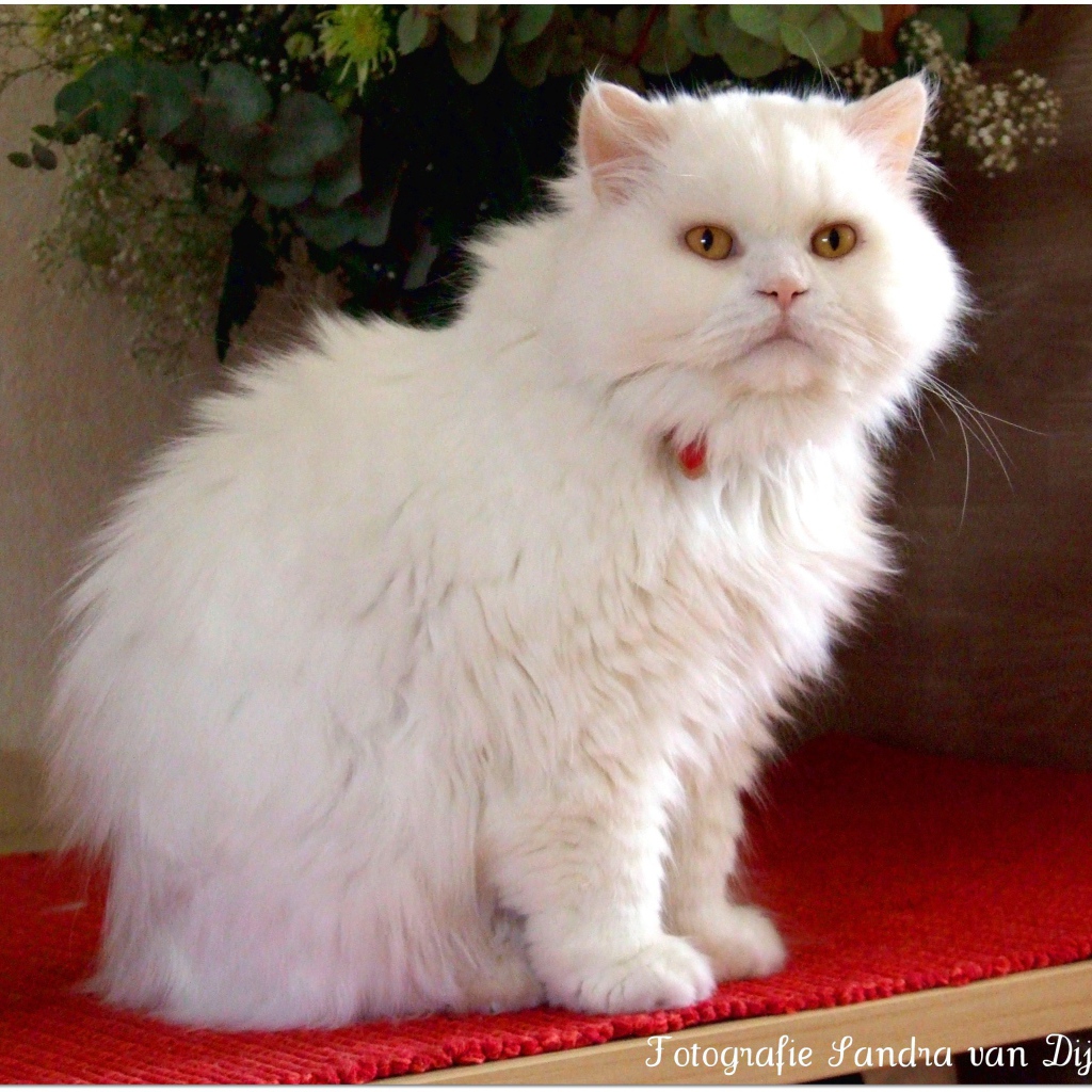 Белая британская длинношерстная кошка