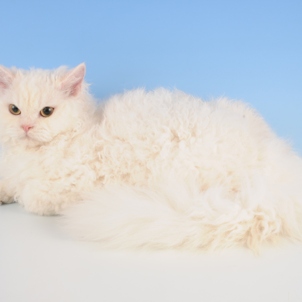 Белый селкирк рекс