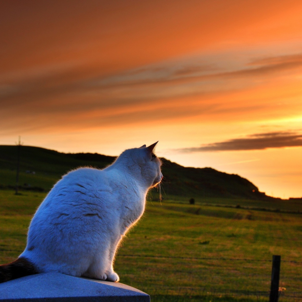 Белый кот смотрит на закат