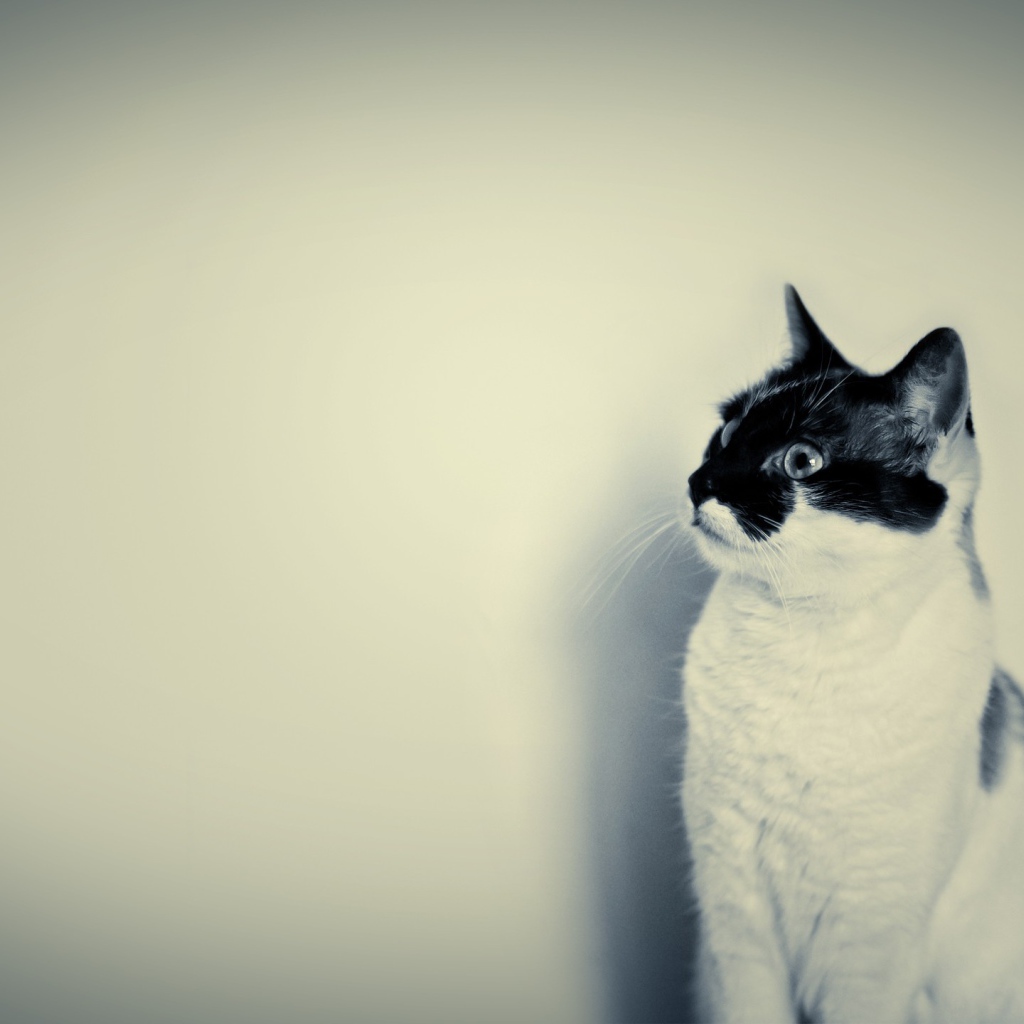 Белый кот с черной мордой