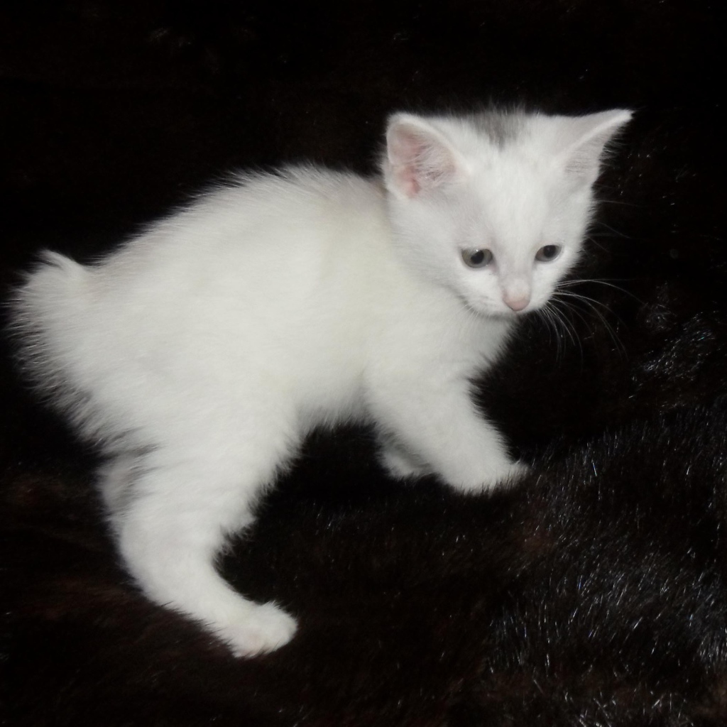 Белый котенок курильского бобтейла