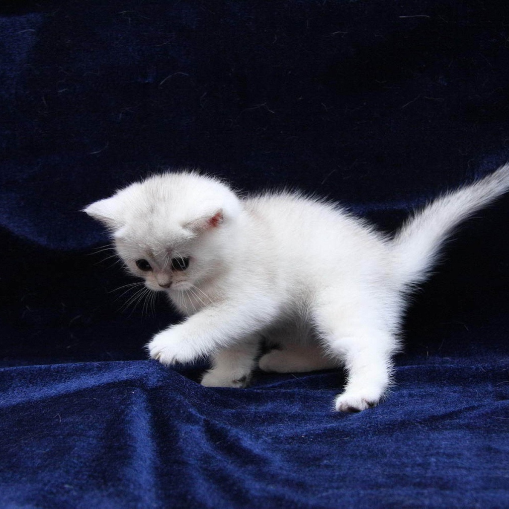 Белый котенок на синей ткани