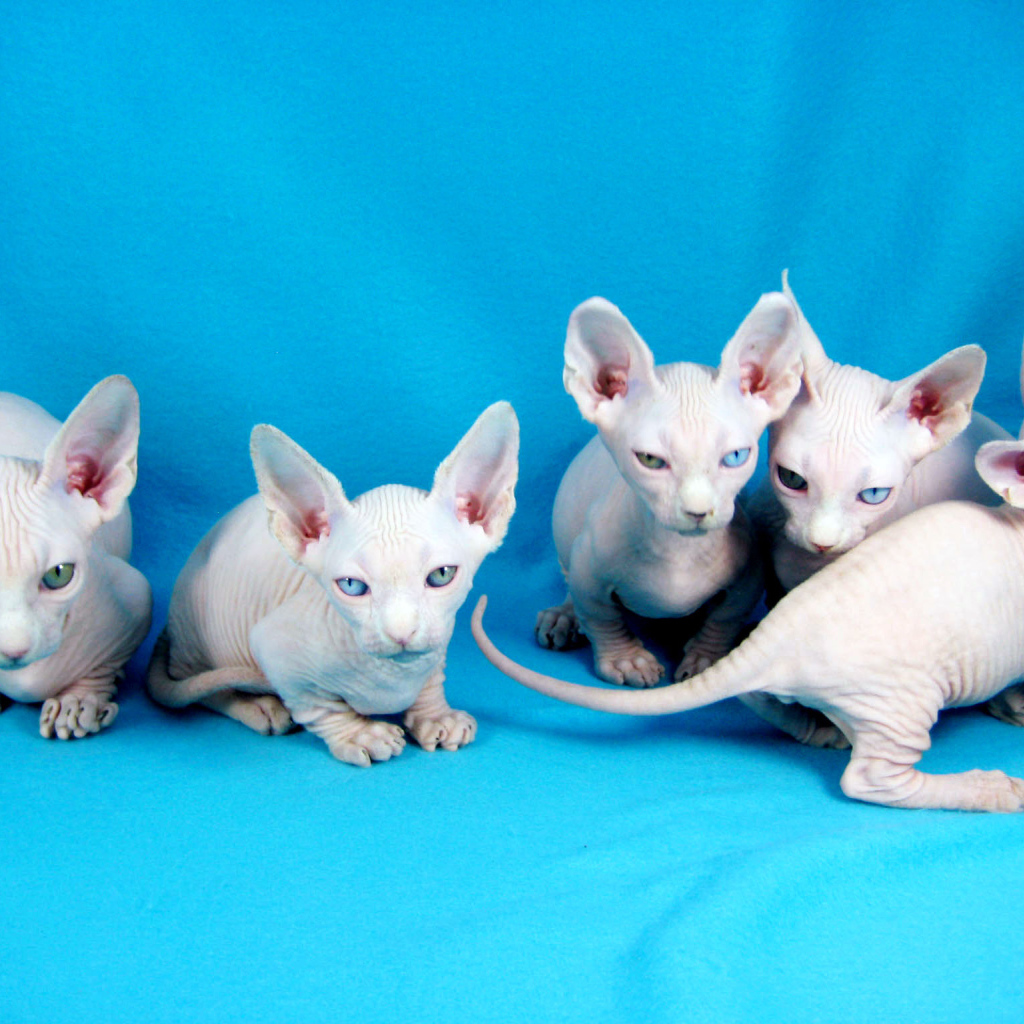 Белые котята минскин
