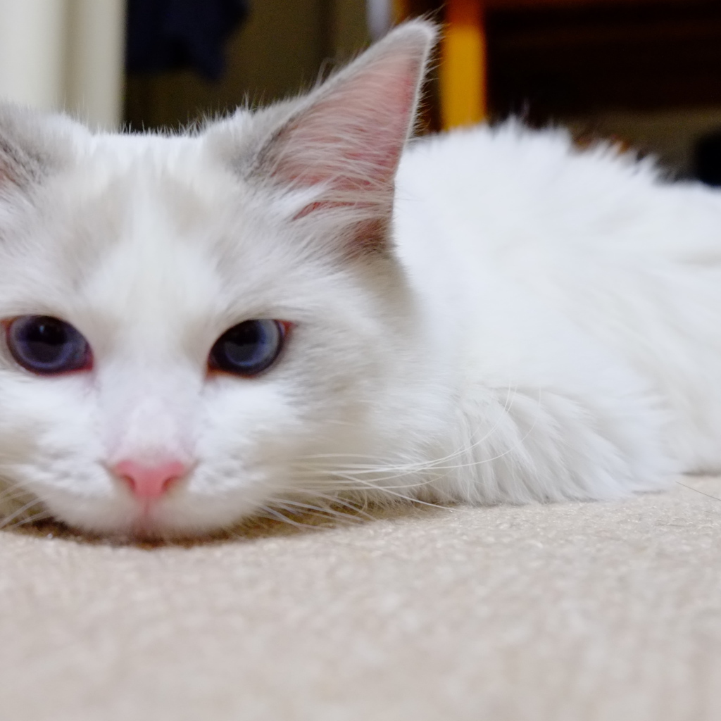 Белый рэгдолл на полу