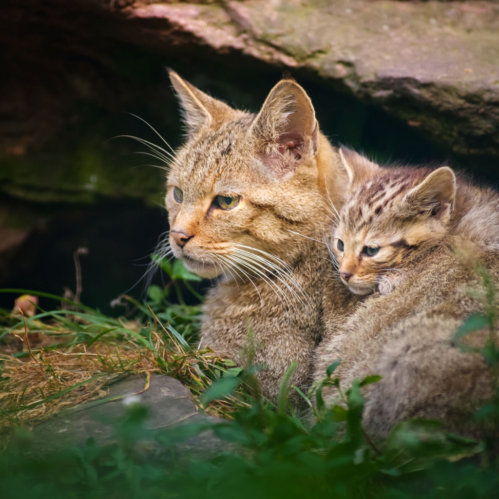Дикая кошка с котенком