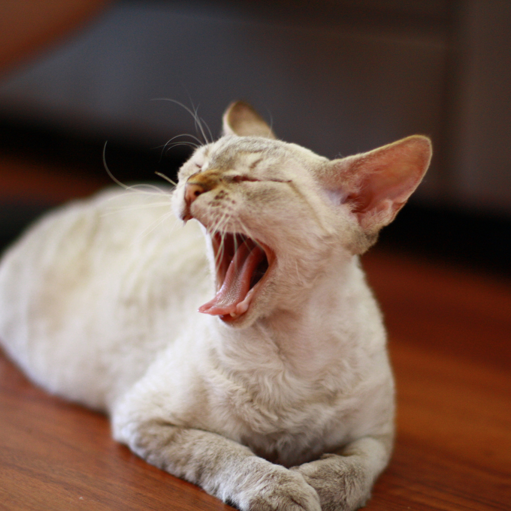 Зевающий девон-рекс