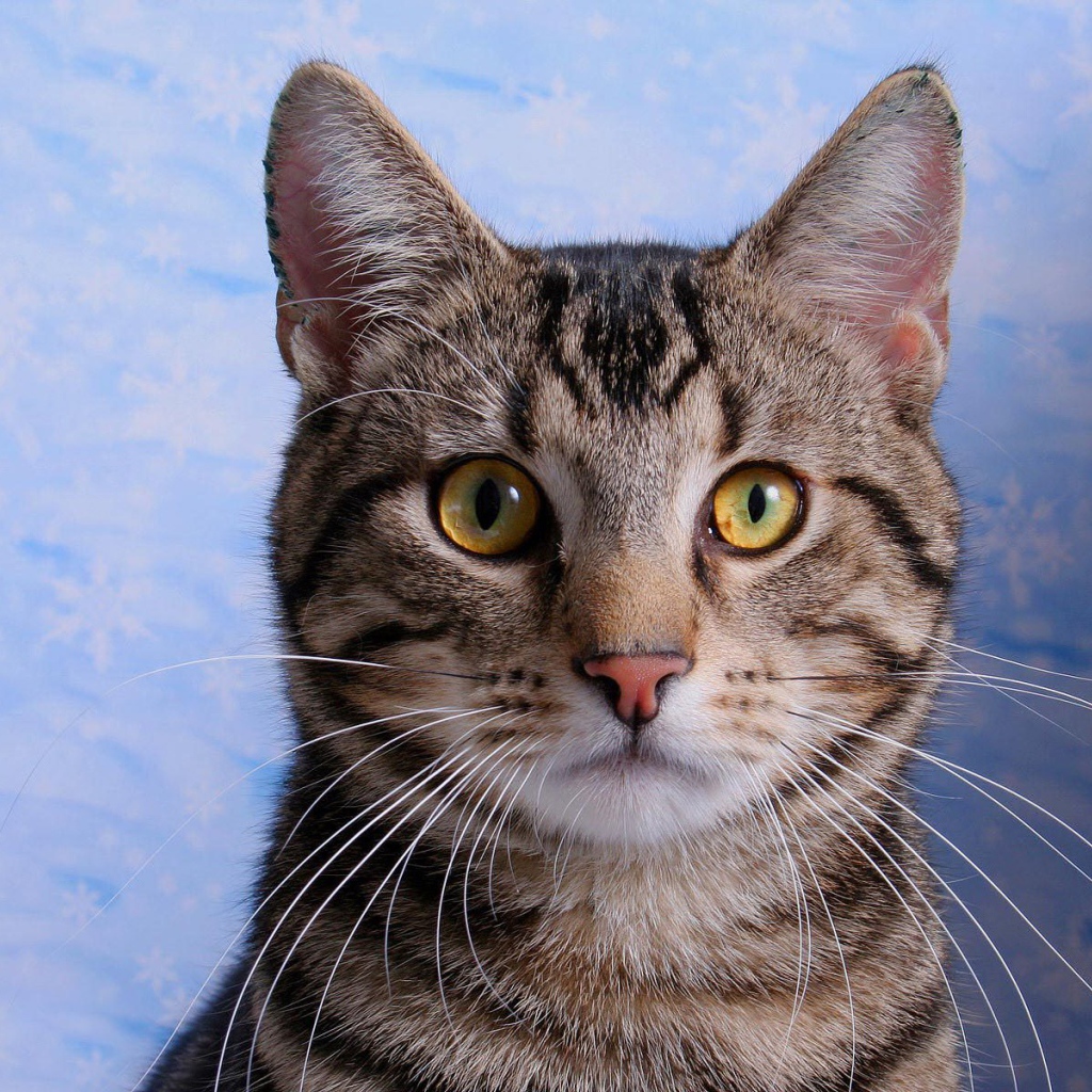 Желтоглазая американская короткошерстная кошка