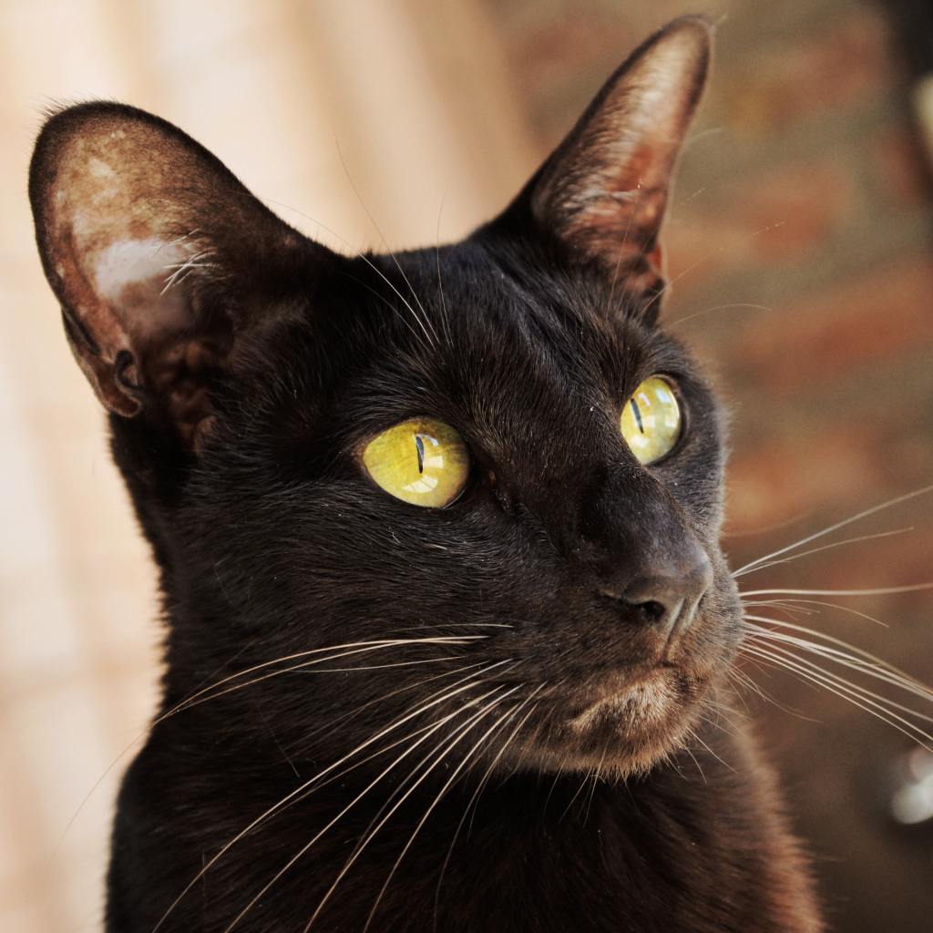 Желтоглазая ориентальная короткошерстная кошка