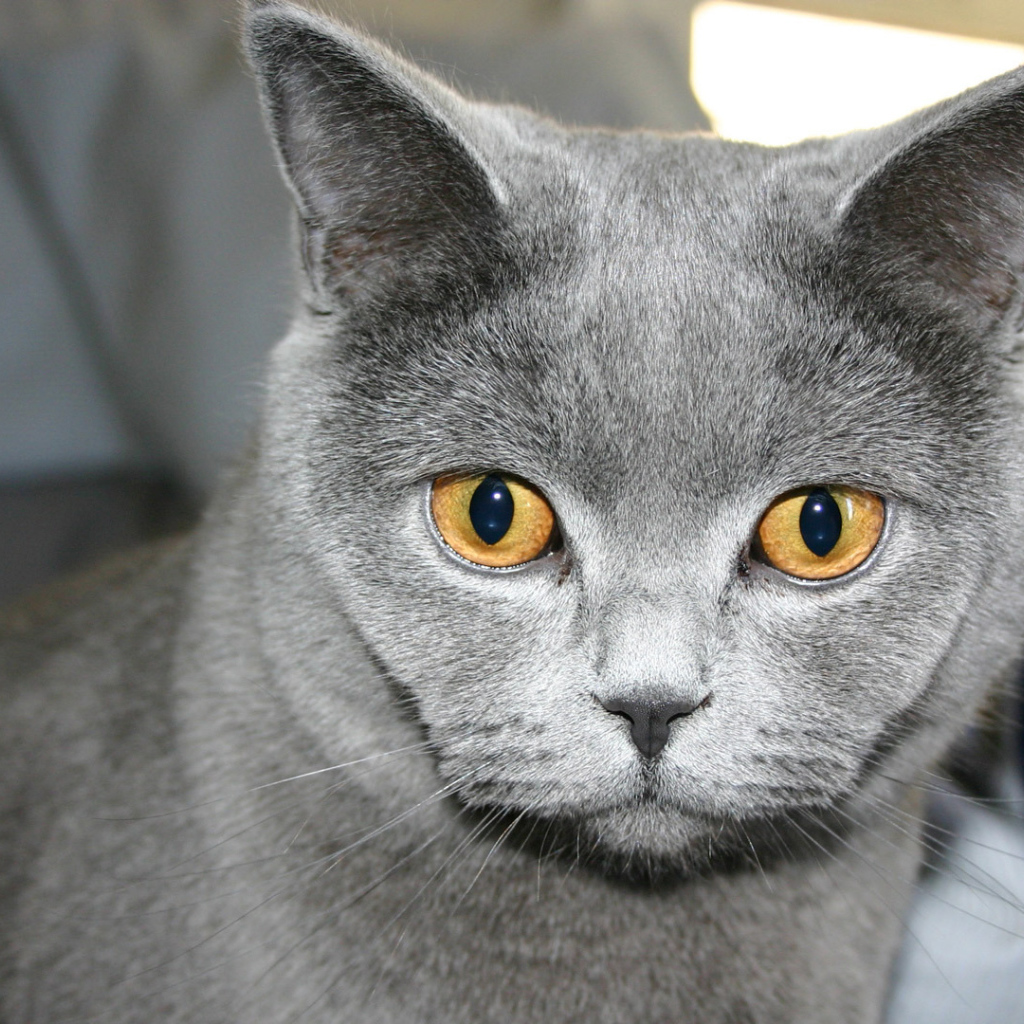 Желтоглазая русская голубая кошка
