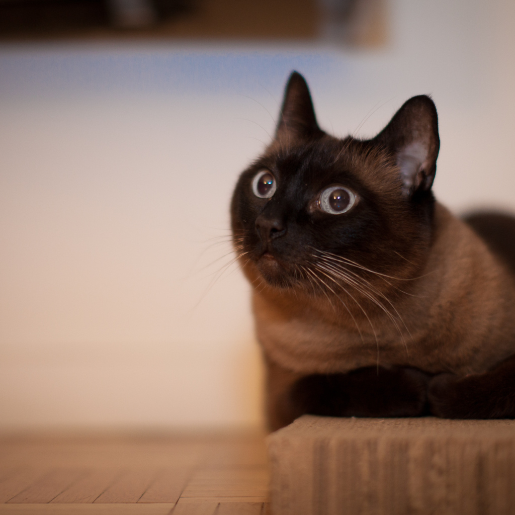 Йоркская шоколадная кошка