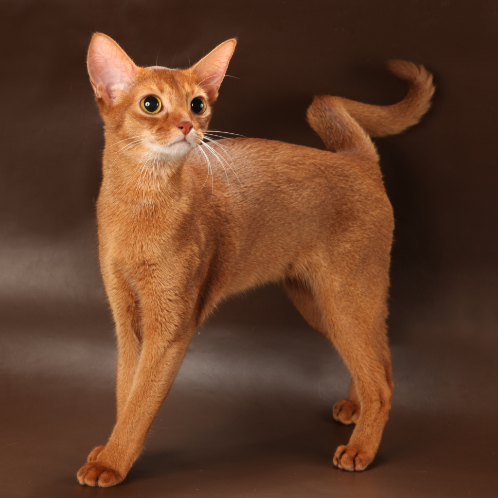 Молодая абиссинская кошка