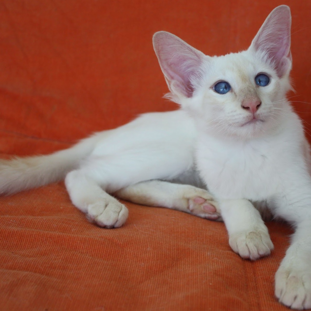 Молодой балийский кот