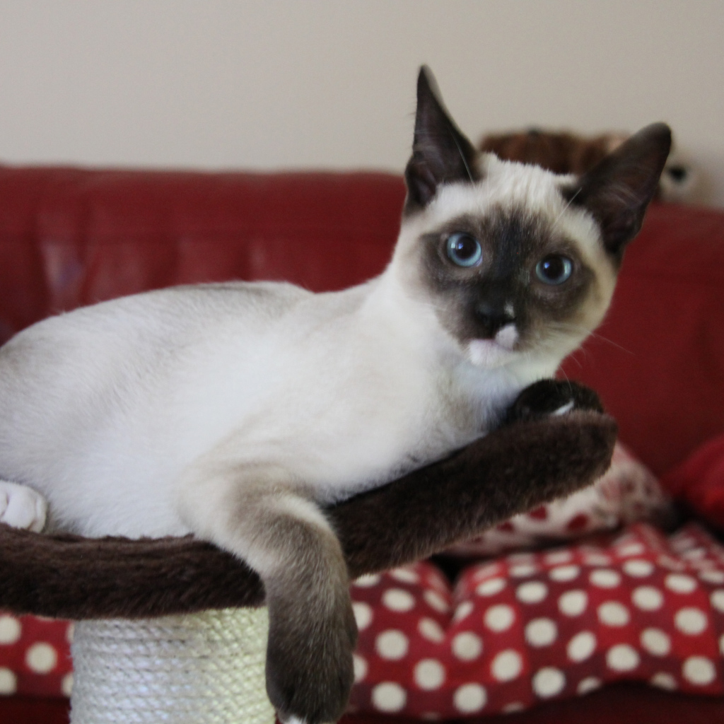 Молодой кот сноу-шу