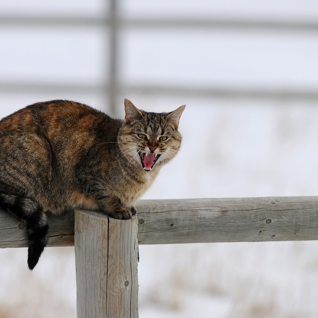 Кот сидит на заборе