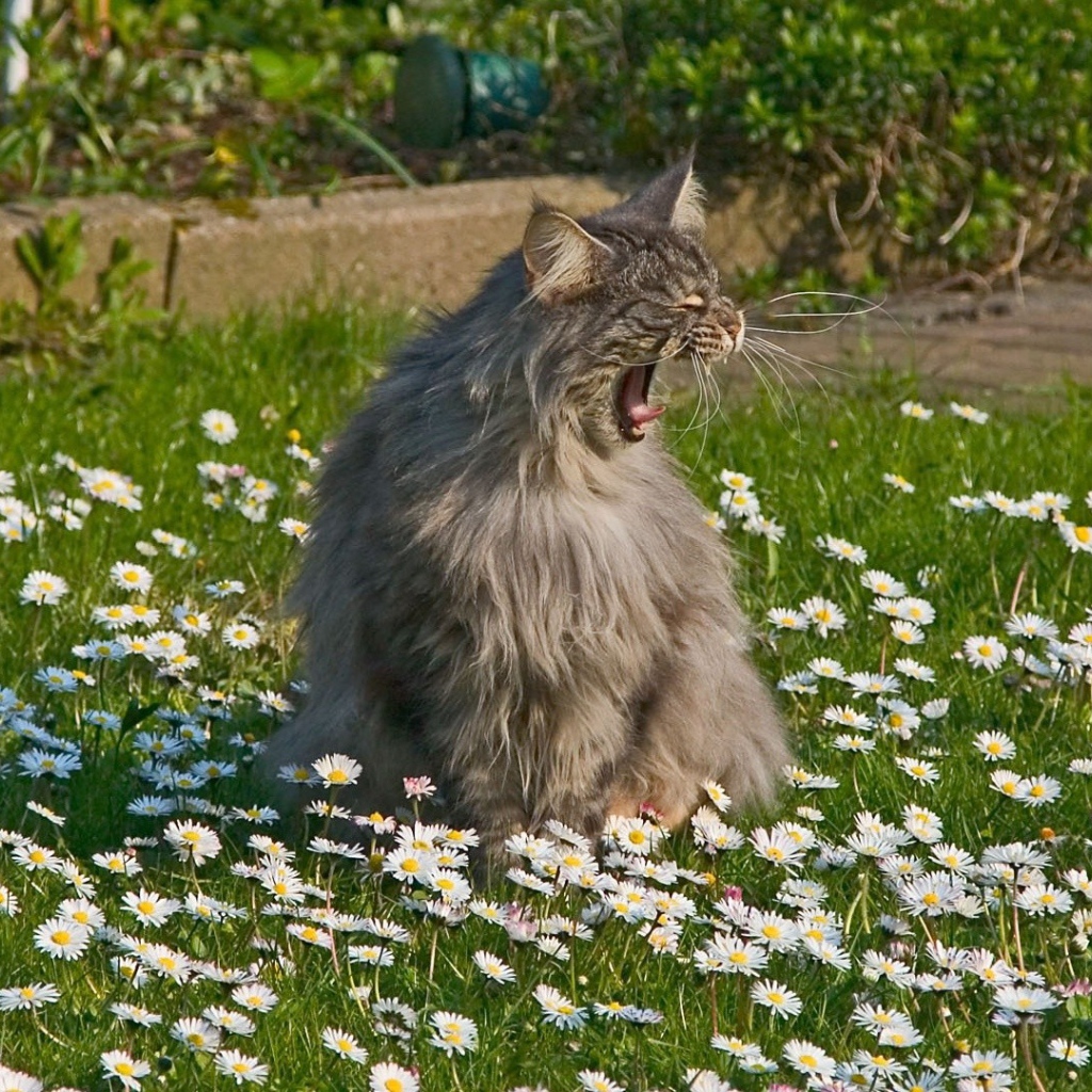 Кот зовет свою подругу