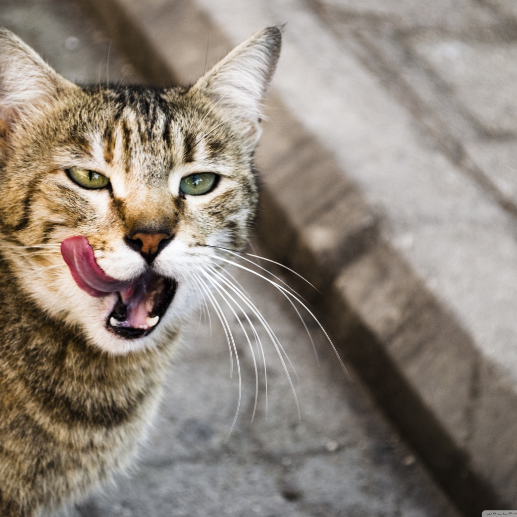 Кот облизывается