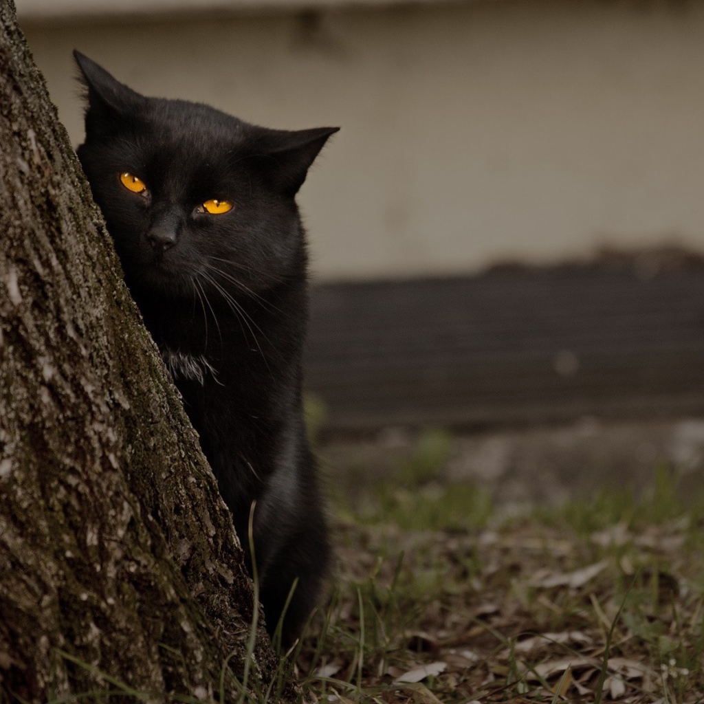 	  Black cat behind the tree