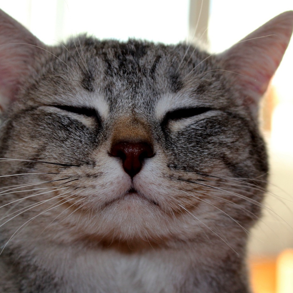 Кот улыбается