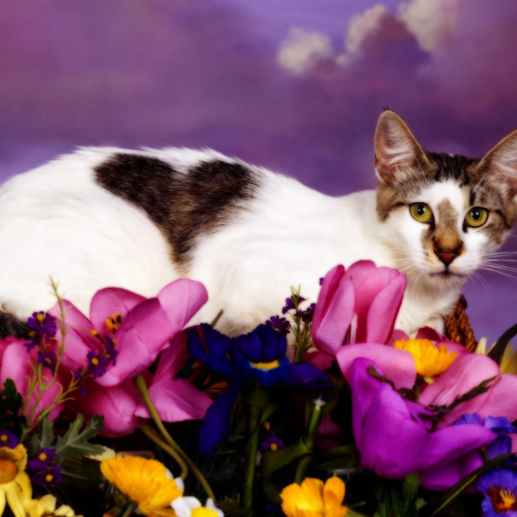 Кошка с сердечком