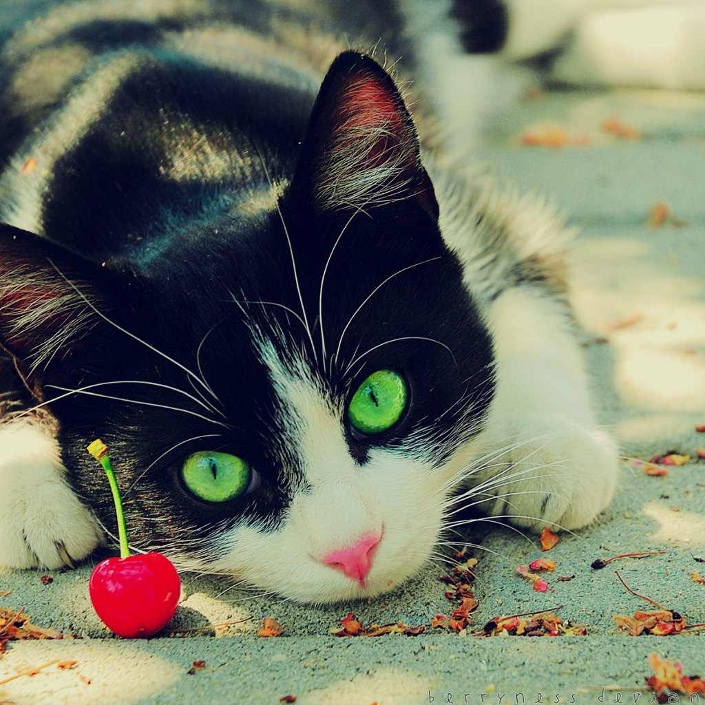 	  Cat with cherry