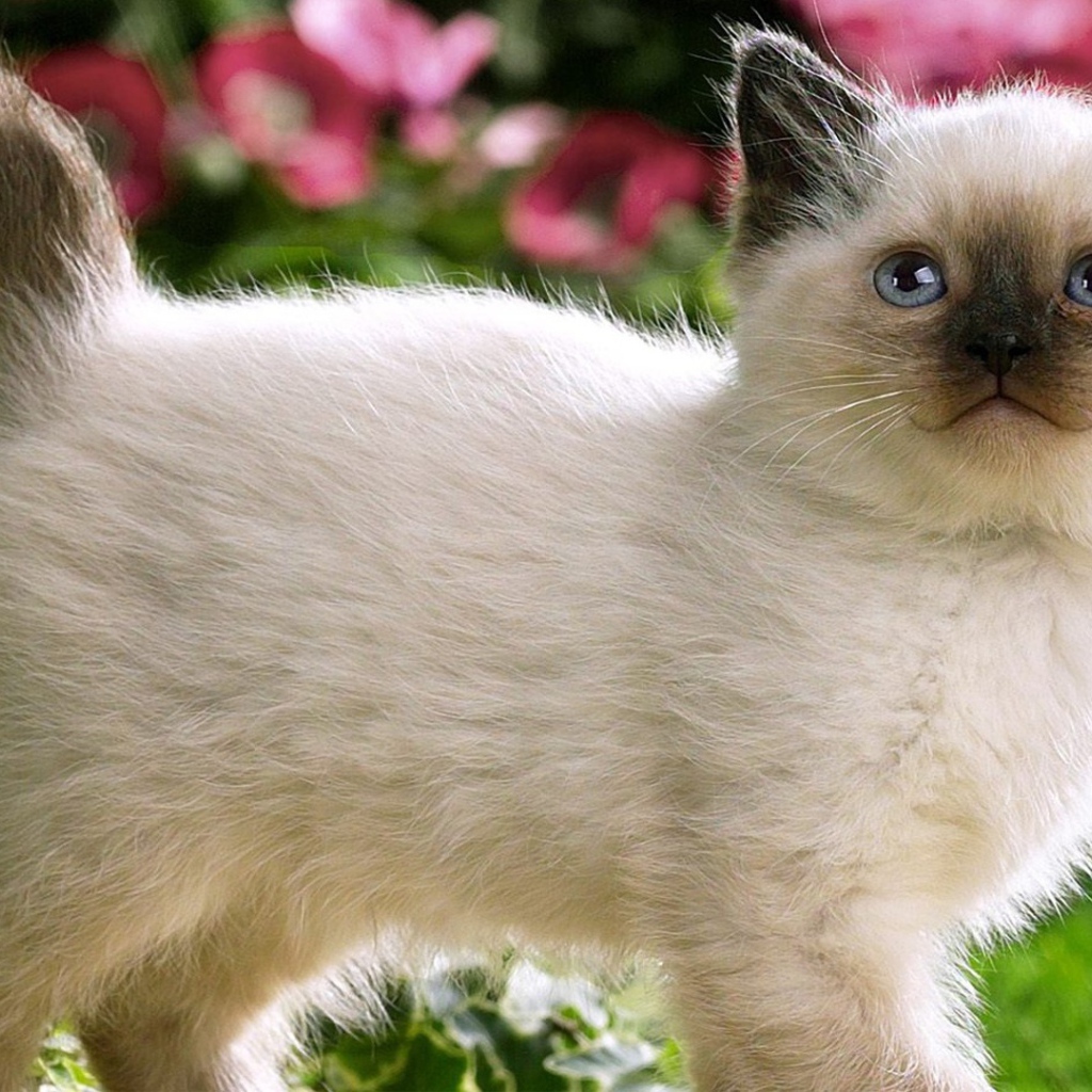 Котенок с черным носом