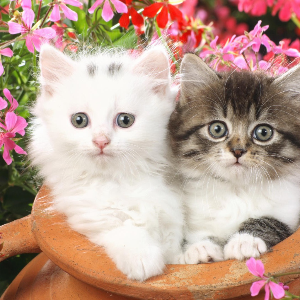 Котята в глинянном кувшине