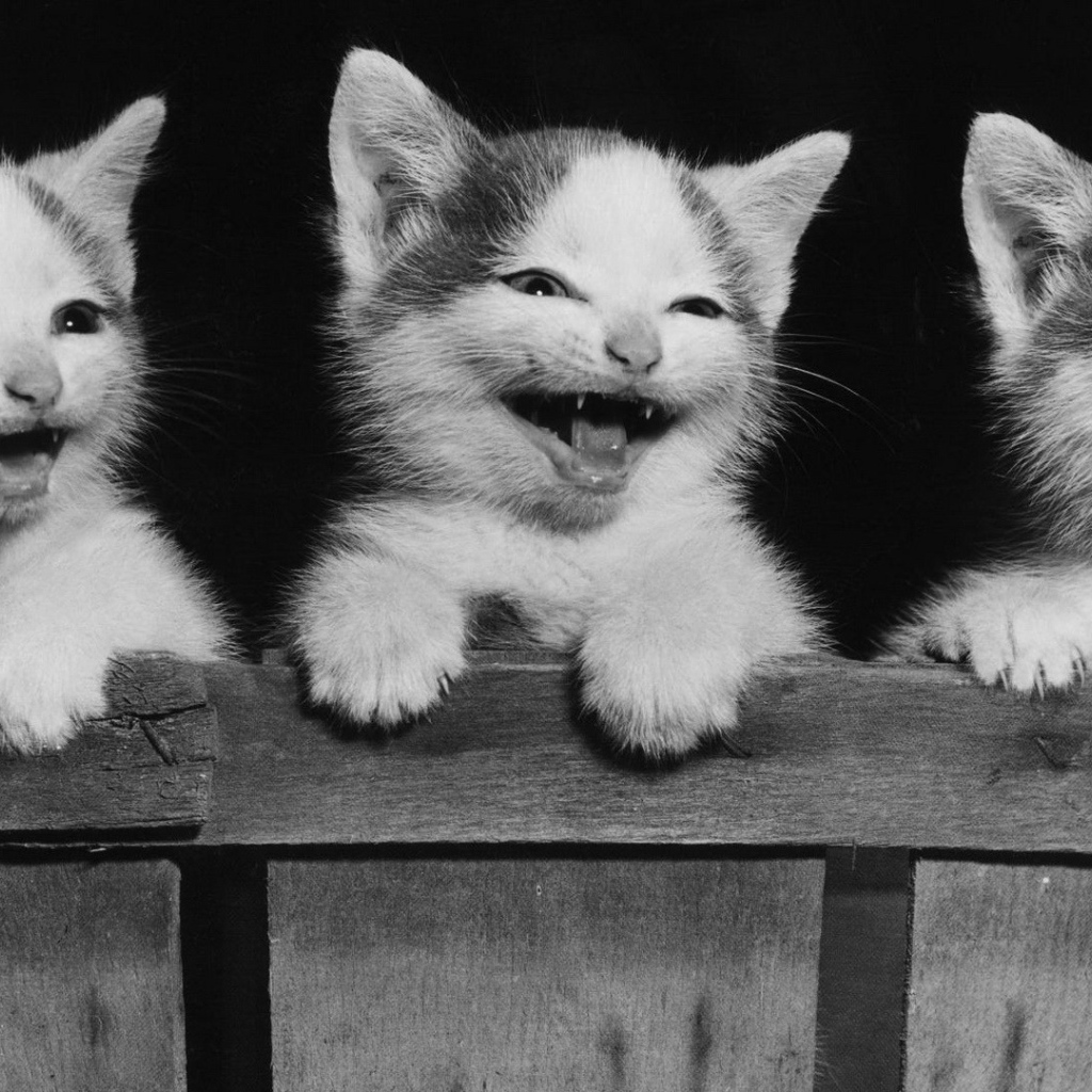 Котята улыбаются