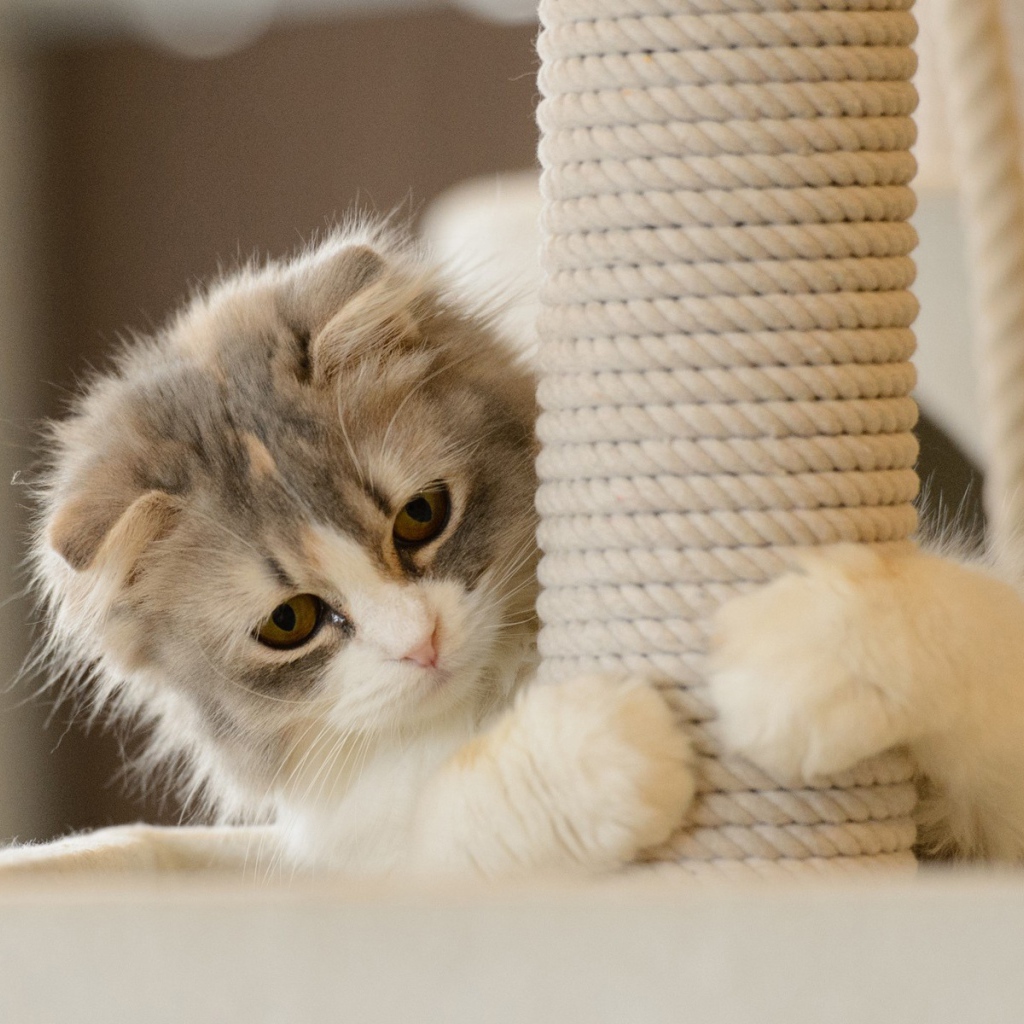 Игривый котенок