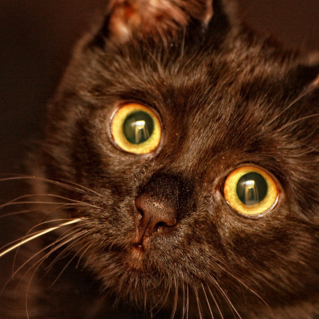 Круглые глаза у кота