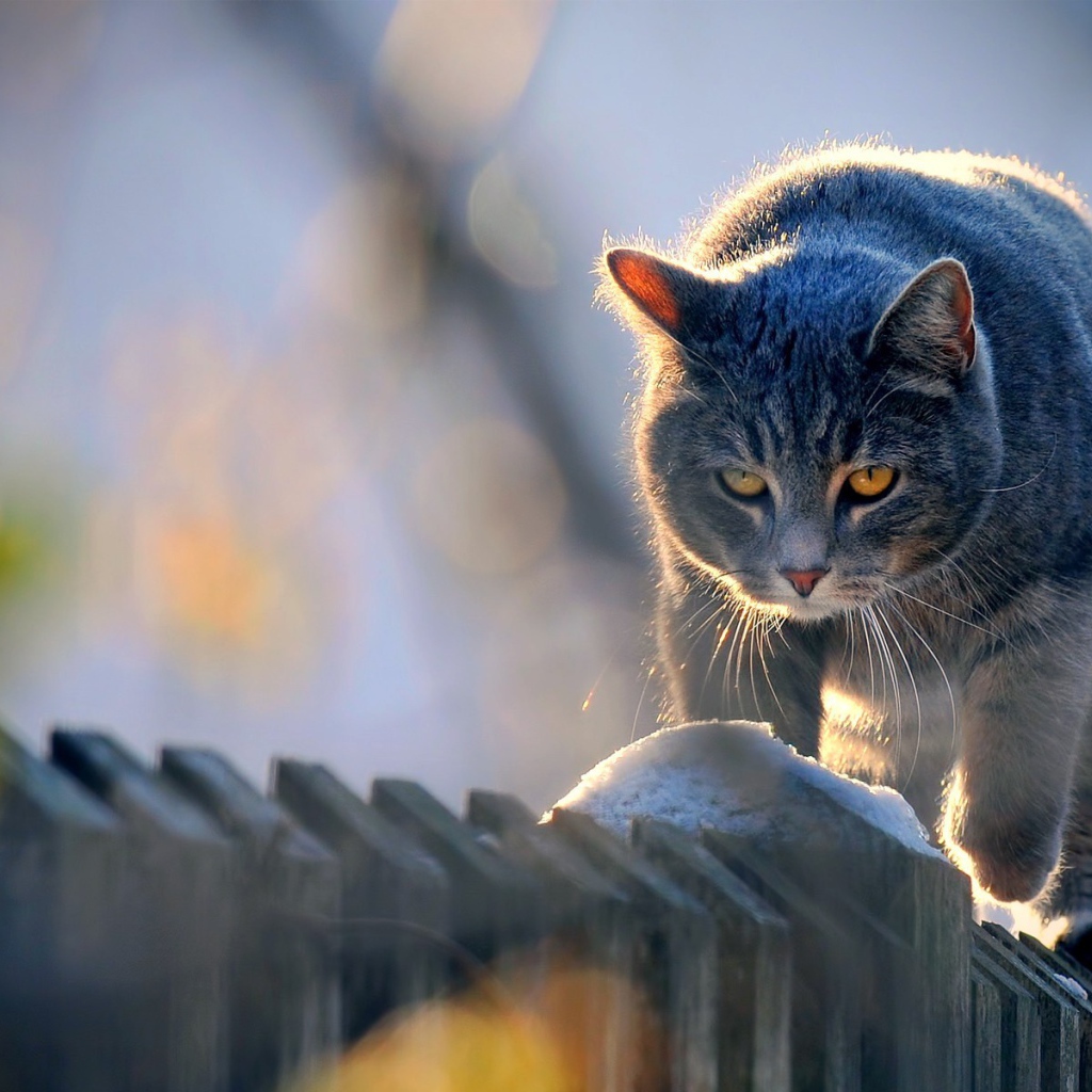 Кот идет по забору