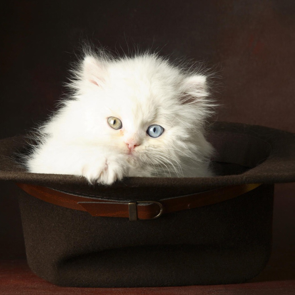 Белый котенок в шляпе