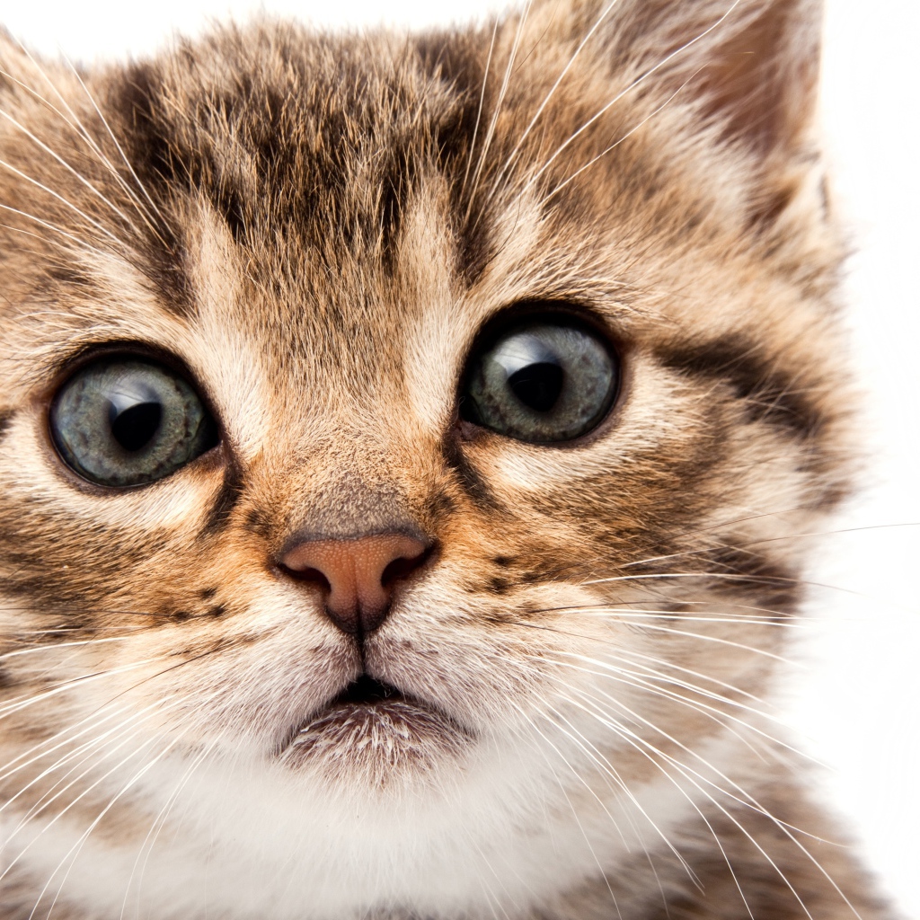 Удивленный взгляд котенка