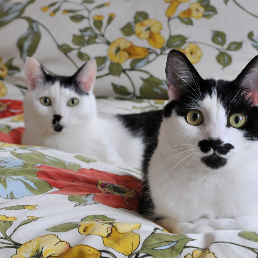 Черно белые кошки
