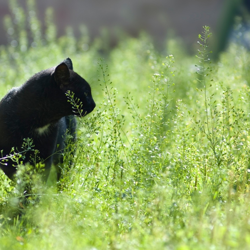Черный кот в зеленой траве