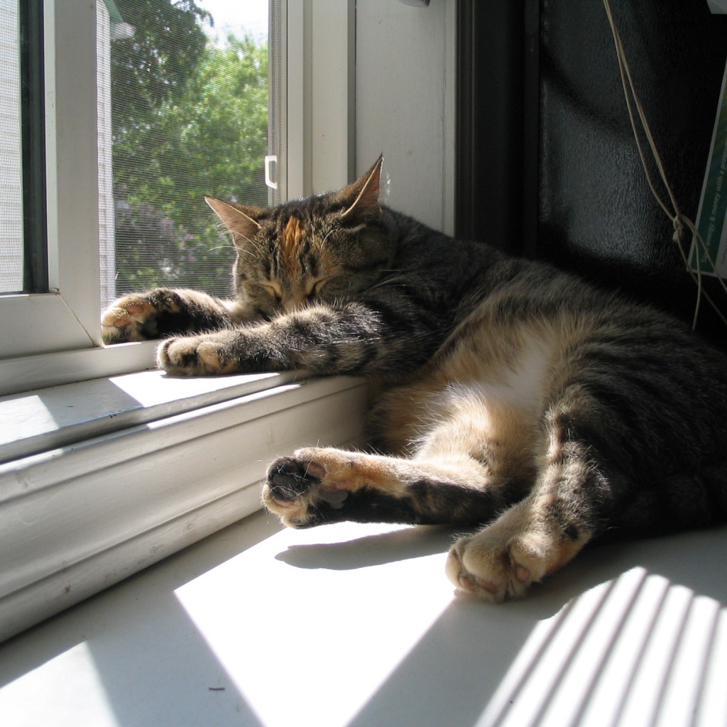 Кот спит у окна