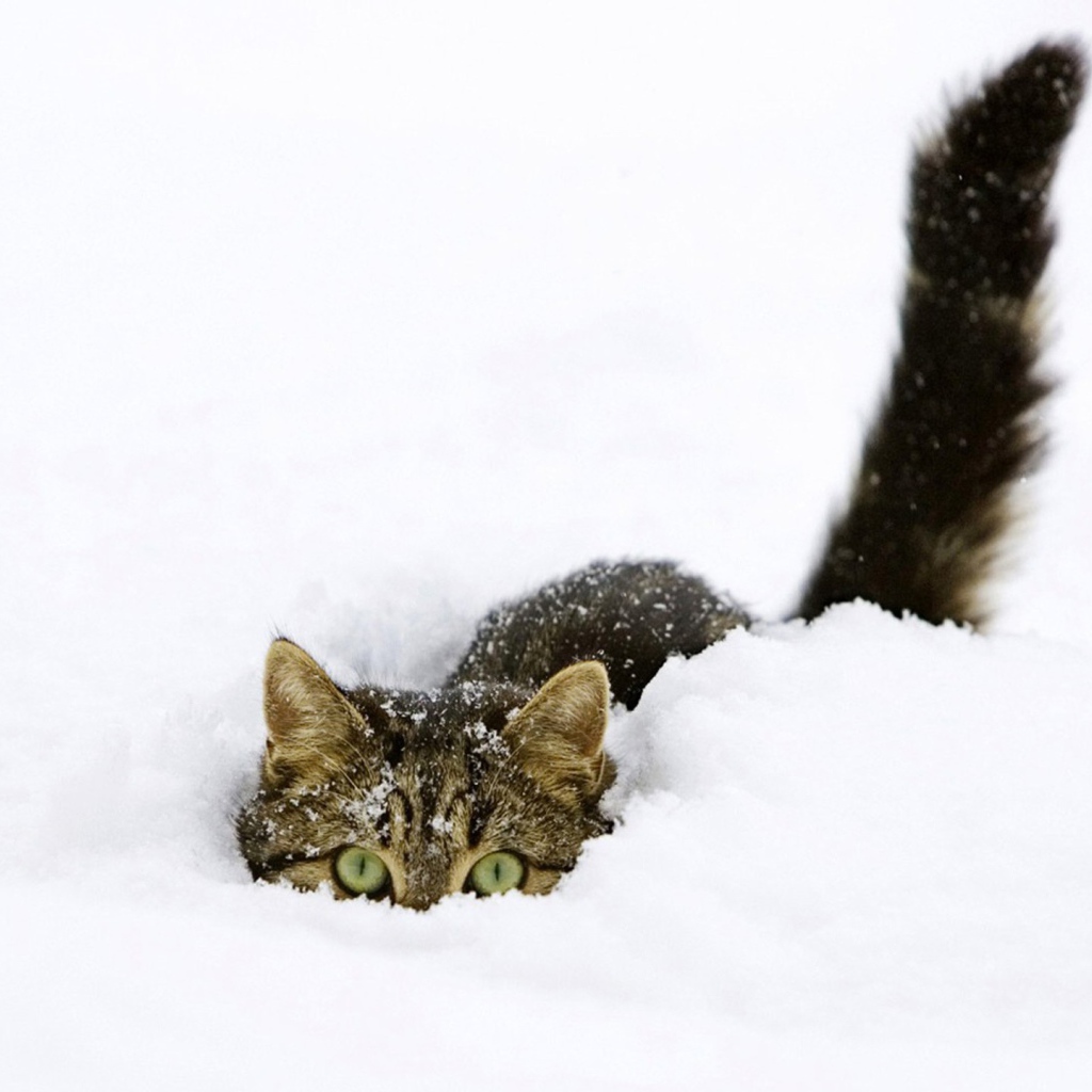 Кот прячется в снегу