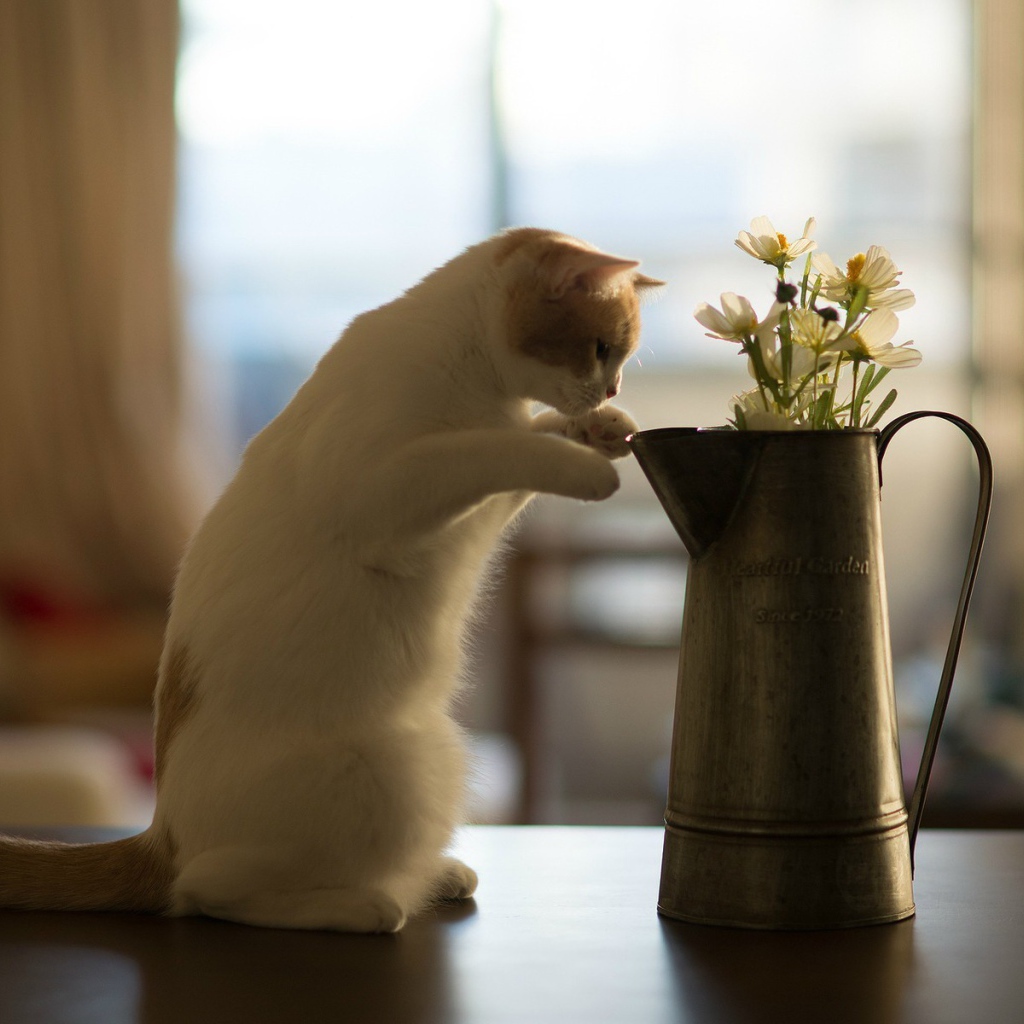 Кот у кувшина с цветами