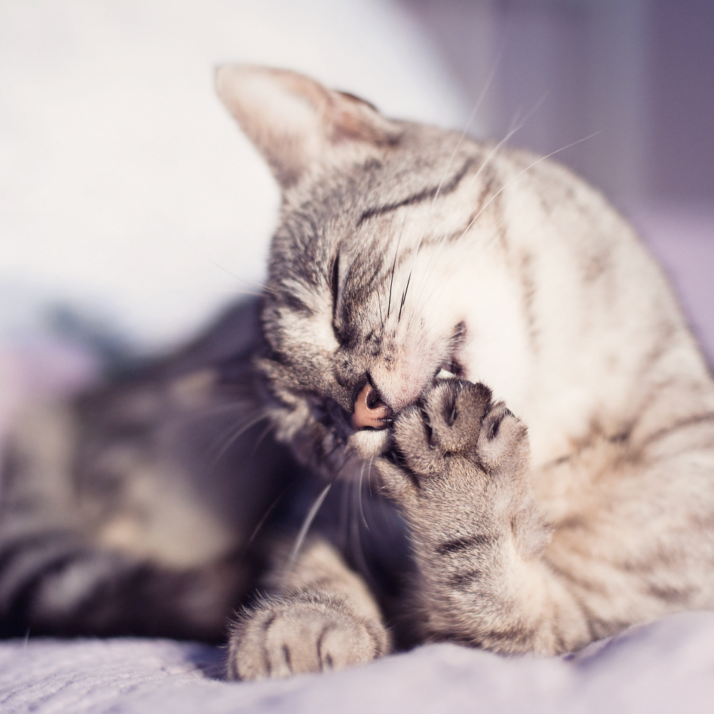 Кошка лижет лапу