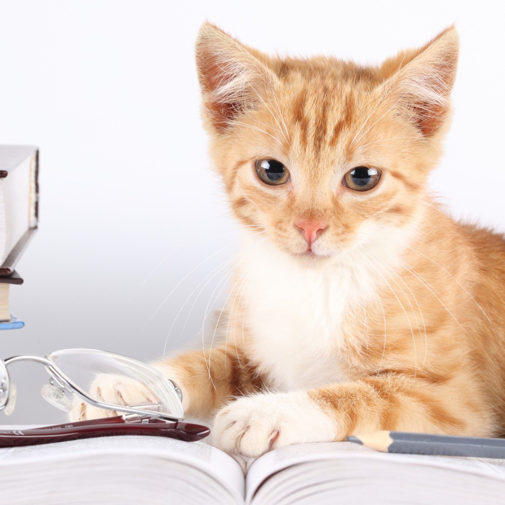 Кошка лежит около книг