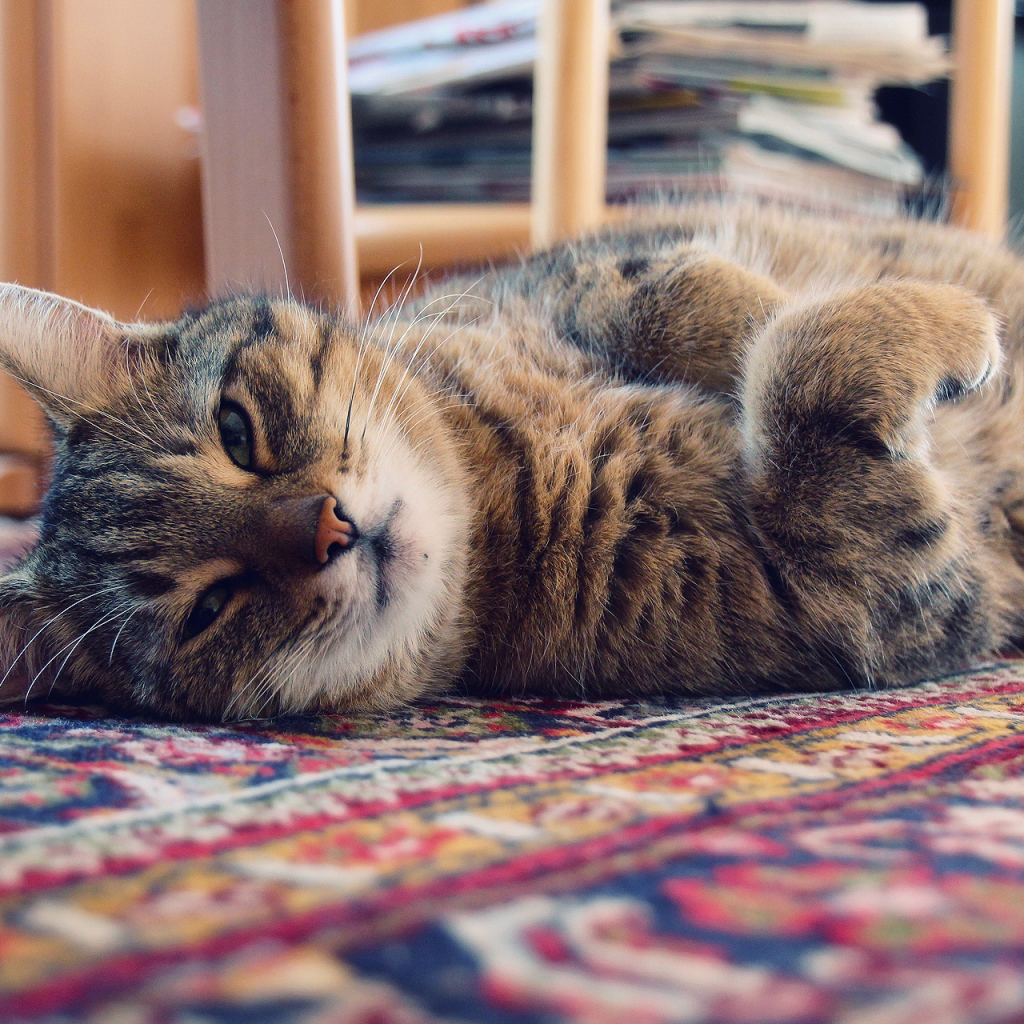 Кошка лежит на ковре