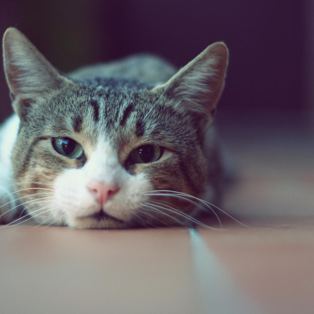 Кошка лежит на полу