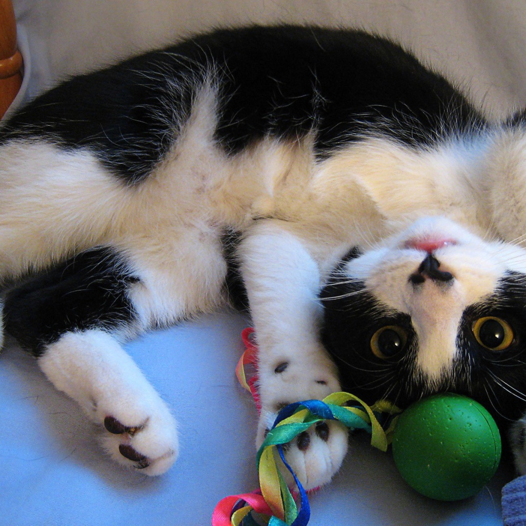 Кот играет с игрушкой
