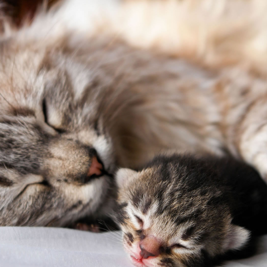 Кошка с котенком спят