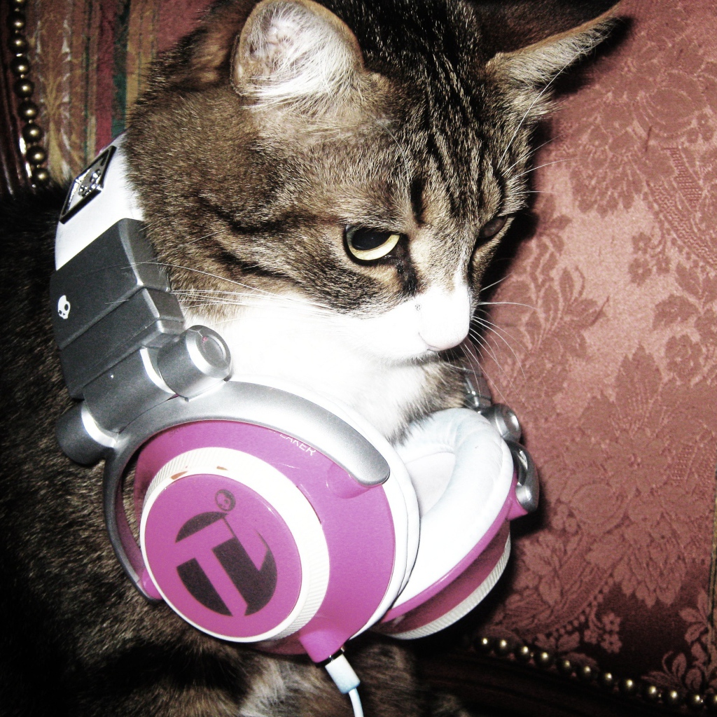 Кот с наушниками
